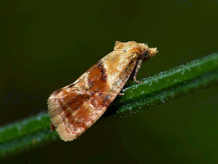 Cochylidia rupicola