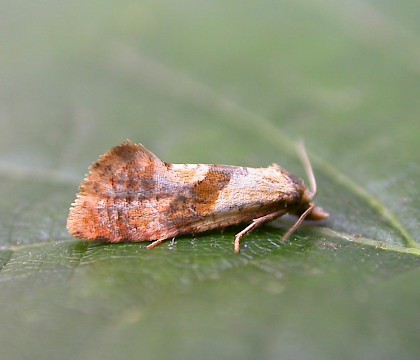 Adult • Church Wood, Kent. Swept from goldenrod • © Francis Solly