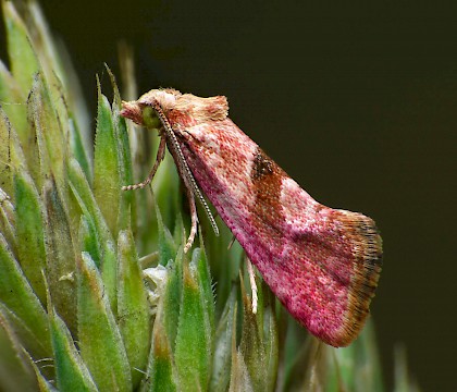 Adult • Penny Hill, Worcestershire • © Patrick Clement