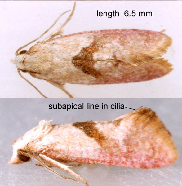 Cochylis roseana Adult | UKmoths