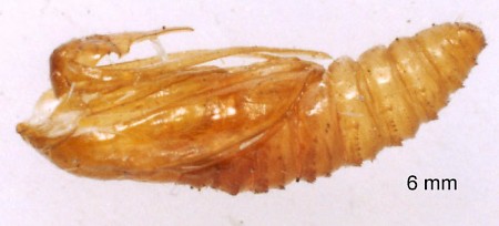 Cochylis roseana