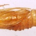 Exuviae • Ex larva on seedhead of Dipsacus fullonum. Leg. Kevin McCabe. March. S. Lancashire. • © Ian Smith