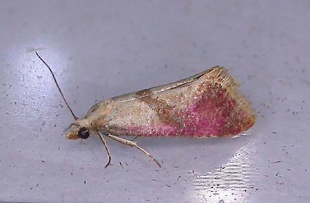 Cochylis flaviciliana