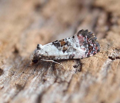 Adult • Kenfig NNR, Glamorgan • © Paul Parsons