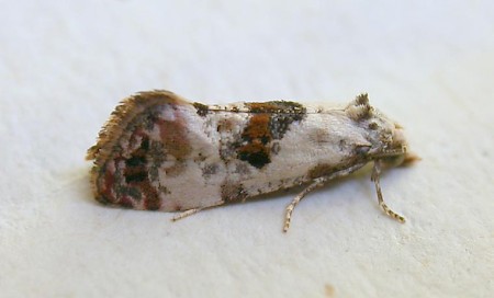 Neocochylis hybridella