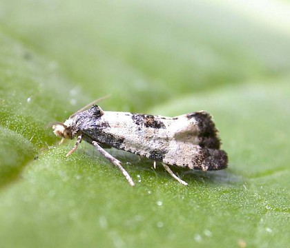 Adult • Denham, Suffolk • © Nigel Whinney