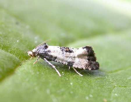 Neocochylis dubitana