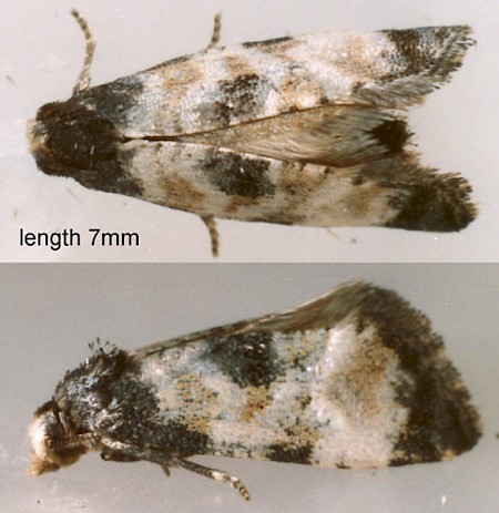 Neocochylis dubitana Adult | UKmoths