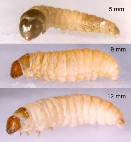 Neocochylis dubitana