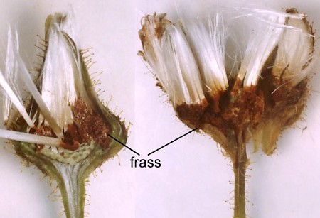 Neocochylis dubitana