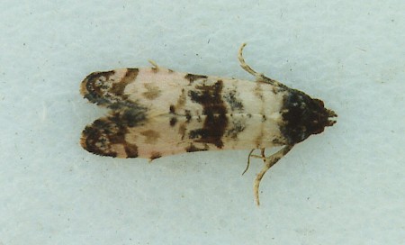 Cochylis atricapitana