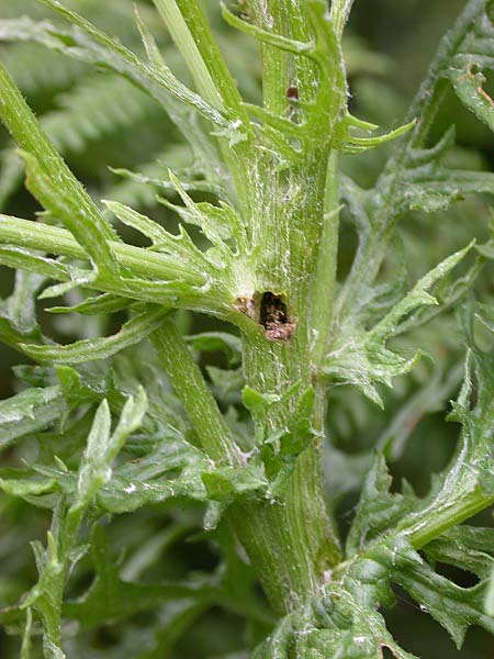 Cochylis atricapitana