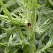 Feeding • Stem of Senecio. Late July. Lleyn, Caerns. • © Ian Kimber