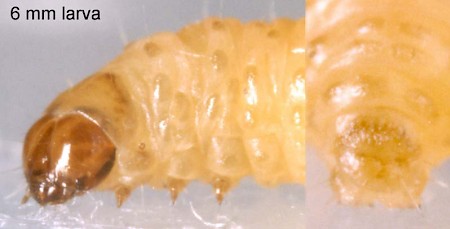 Cochylis atricapitana