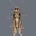 Adult, underside • South Uist, Outer Hebrides • © Chris Johnson