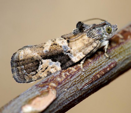 Adult • Lower Kites Wood, Worcs. • © Oliver Wadsworth