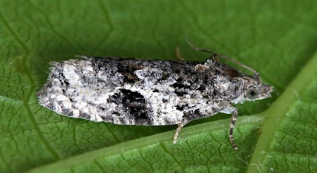 Apotomis lineana