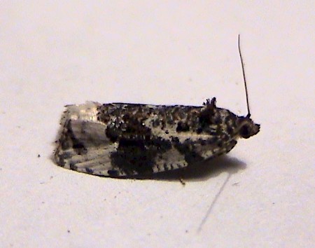 Apotomis turbidana