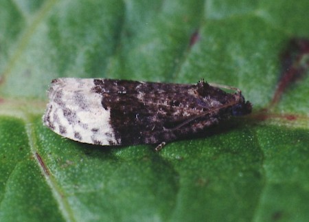 Apotomis betuletana