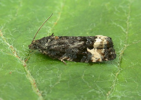 Apotomis sauciana