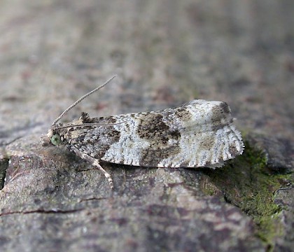 Adult • Elland, W. Yorks • © Ian Kimber
