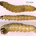 Larva • May. On Crataegus. Imago reared • © Ian Smith