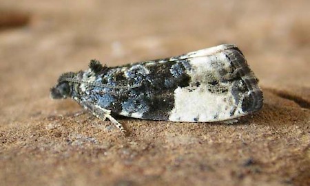 Plum Tortrix Hedya pruniana