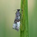 Adult • Kenfig NNR, Glamorgan • © Paul Parsons