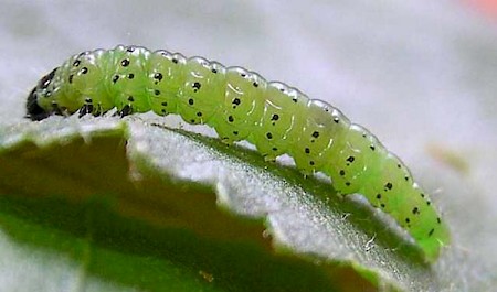 Plum Tortrix Hedya pruniana