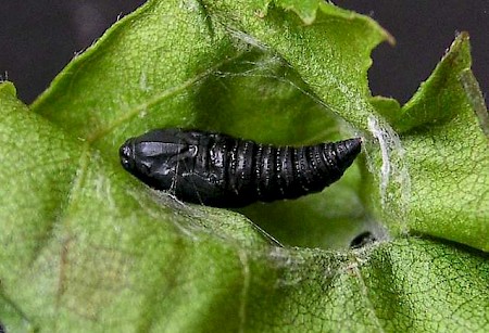 Plum Tortrix Hedya pruniana