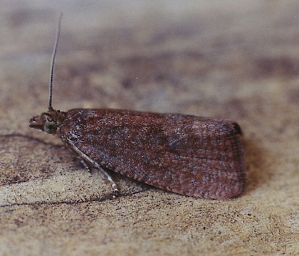 Adult • Gait Barrows NNR, Lancashire • © Ian Kimber