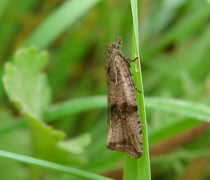 Adult • Attenborough NR, Nottinghamshire • © Ingeborg M. M. van Leeuwen