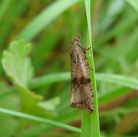 Celypha striana