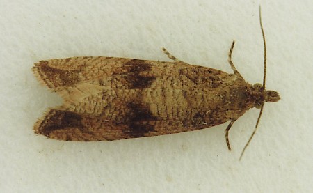 Celypha striana