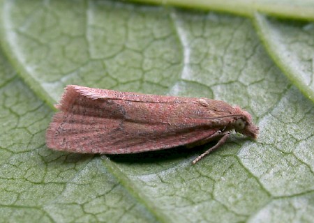 Celypha rosaceana