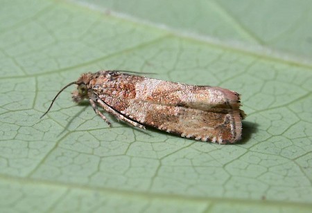 Celypha cespitana