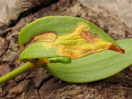 Celypha woodiana