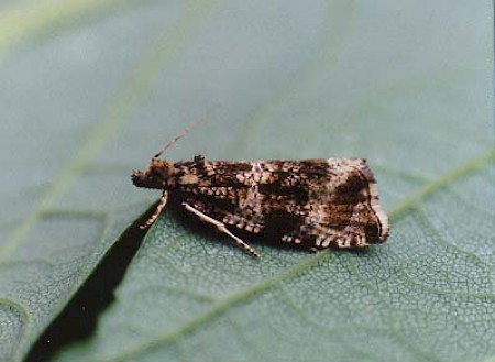 Celypha lacunana