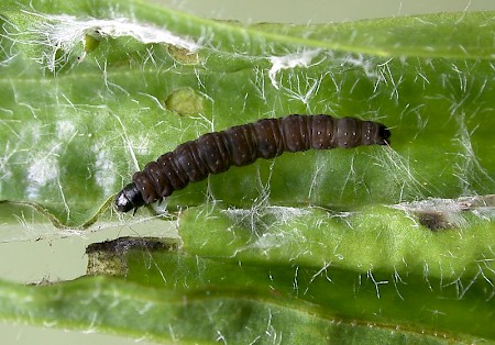 Celypha lacunana