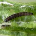 Larva on Plantago • Littleborough, Lancashire • © Ian Kimber
