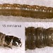 Larva • April 1998 on Succisa pratensis. Derbyshire. Imago reared. • © Ian Smith