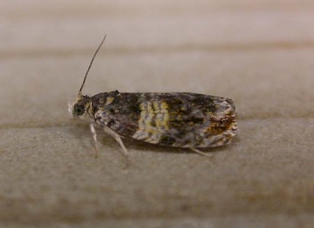 Celypha aurofasciana