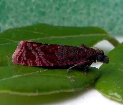 Adult &bull; Barden Moor, Mid-west Yorkshire. Reared from larva &bull; &copy; Derek Parkinson