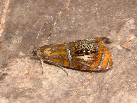 Olethreutes arcuella