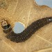 Larva • Reared from ova, ex female, Hembury Woods, Devon • © Bob Heckford