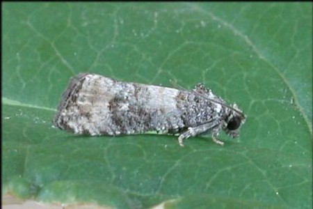 Piniphila bifasciana