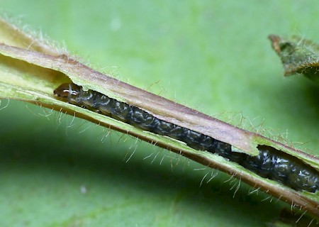 Lobesia occidentis