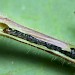 Larva • Lodge Hill, Wyre Forest, Worcs. On euphorbia. • © Oliver Wadsworth