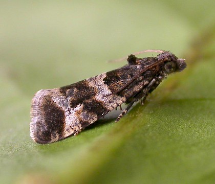 Adult &bull; Reared from larva, Rixton, Cheshire &bull; &copy; Ben Smart