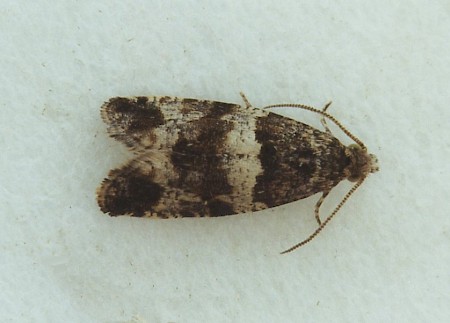 Lobesia abscisana